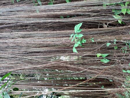 roots hanging from the top of the tree-Many flying roots are growing from the branchesの写真素材
