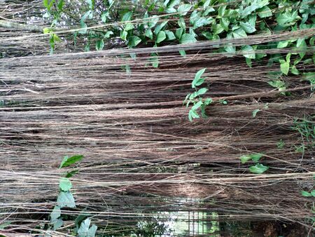 Tree with Many flying roots are growing from the branchesの写真素材