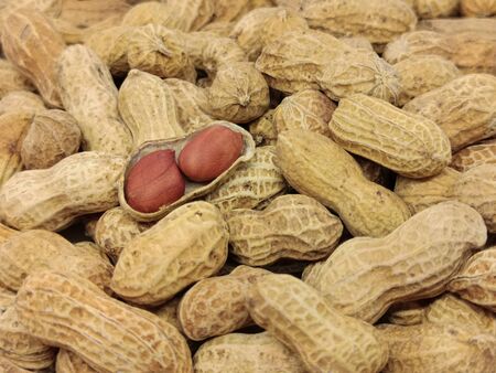 Heap of peanuts and there are two peanut seeds. Fresh peanuts in closeupの写真素材
