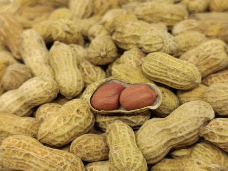 Heap of peanuts and there are two peanut seeds. Fresh peanuts in closeupの写真素材