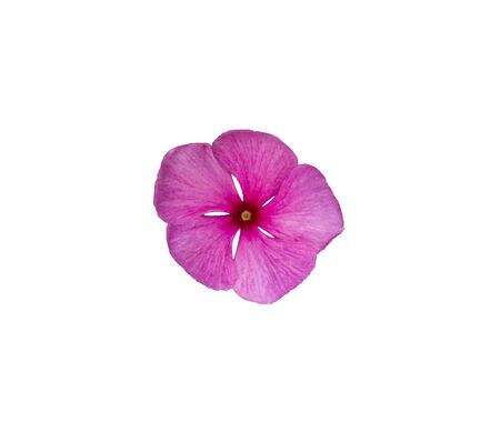 Freshness pink or purple of Periwinkle bloom isolated on white background. Single beautiful flower in closeupの写真素材