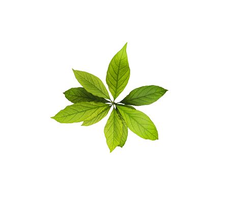 leaves of avocado tree isolated on white background. Top view of fresh leafの写真素材