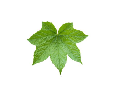 single fresh green leaf of Flowering Raspberry (Rubus odoratus) isolated on white backgroundの写真素材
