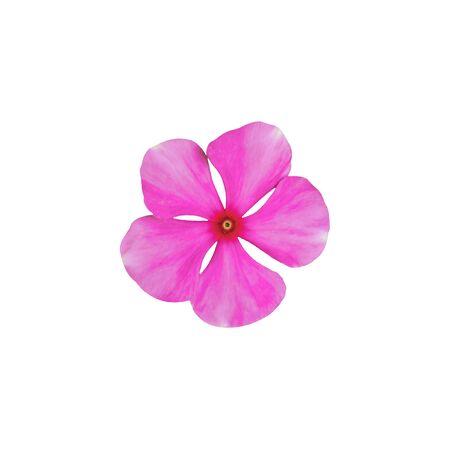 Single beautiful pink of vinca flower blooming isolated on white background. Pretty flower in closeupの写真素材