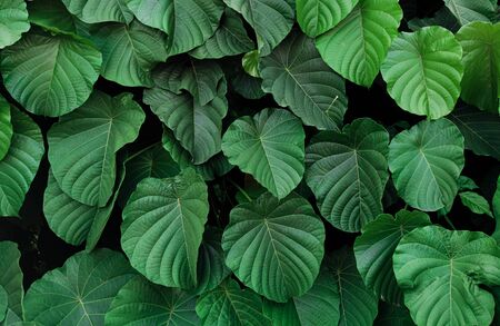 Nature view of dark green tropical leaves for background and wallpaper in park. Natural green plants landscapeの写真素材