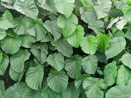 nature view of green leaf for background and wallpaper in garden. Natural green plants landscapeの写真素材
