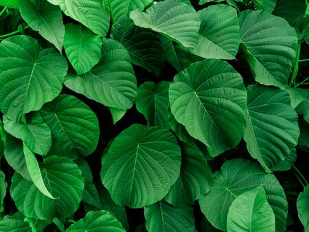 nature view of green leaf for background and wallpaper in garden. Natural green plants landscapeの写真素材
