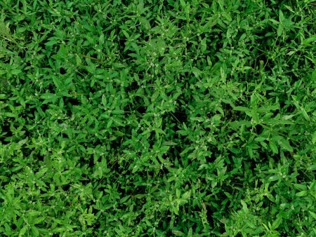 Nature view of dark green tropical leaves for background and wallpaper in park. Natural green plants landscapeの写真素材