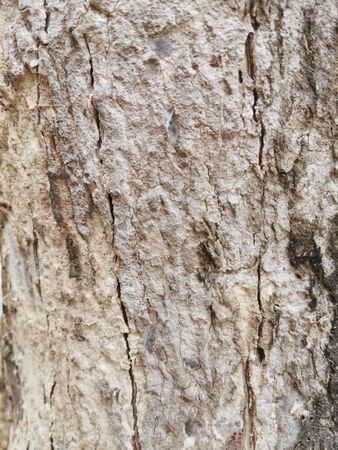 Dry tree bark texture for background and wallpaper. Texture of wood in close upの写真素材