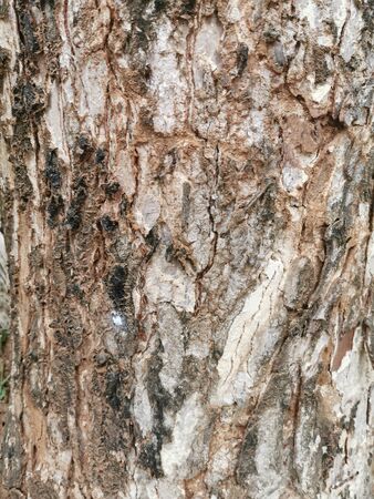 Dry tree bark texture for background and wallpaper. Texture of wood in close upの写真素材