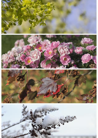 A collage of plants in different seasons of the year: spring, summer, fall, winterの写真素材