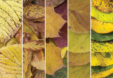 Collage of yellow, green, red and brown autumn leaves of various deciduous trees
