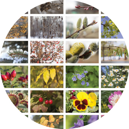 Four seasons collage. Episodes of natural conditions in different seasons, fall, winter, spring and summer. The concept of geographic plant natural cycle.の写真素材
