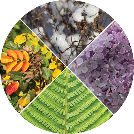 Collage in the form of a circle, symbolizing the four seasons.の写真素材