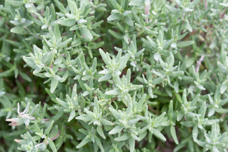 Thyme plants grow in the garden