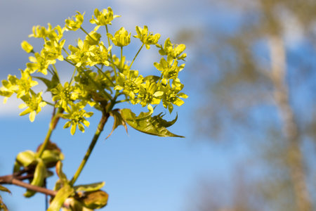 The branches of a maple in a Sunny spring day