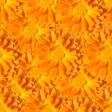 Seamless floral pattern with orange marigold flowersの写真素材