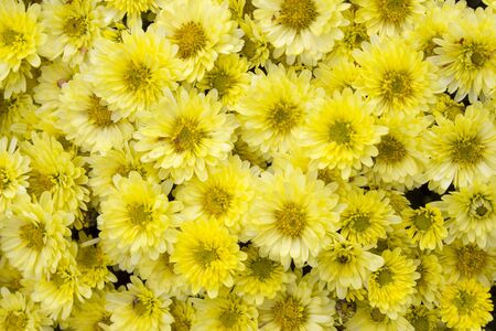 Background from yellow chrysanthemum, a bed, a fragment of landscape designの写真素材