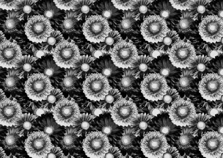 Floral texture with Gerber daisies. Abstract bkack and white  background
の写真素材