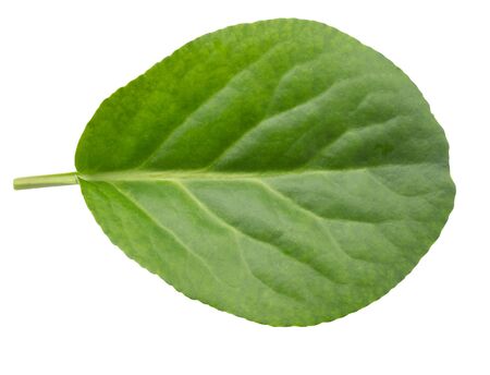 Badan leaf plant (Bergenia Crassifolia) isolated on a white background. A medicinal plant used to make a drink that resembles tea
の写真素材