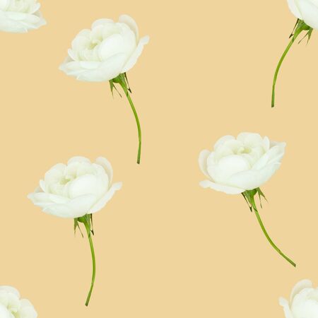seamless white dogrose flowers pattern, floral backgroundの写真素材
