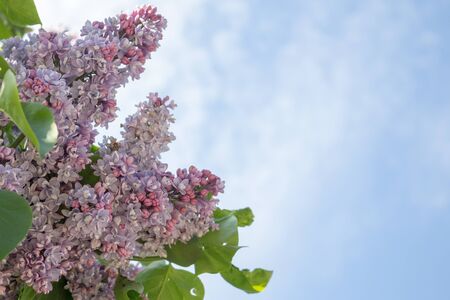  flowering lilac bushes closeup. Spring sunny day.の写真素材