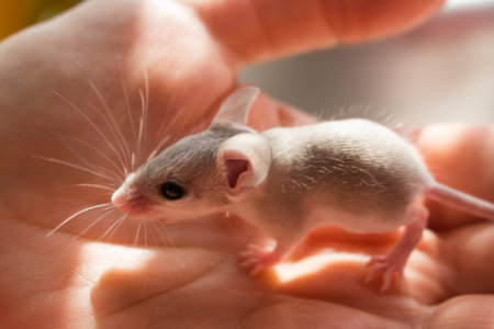 Mouse needle mouse on the hand close up