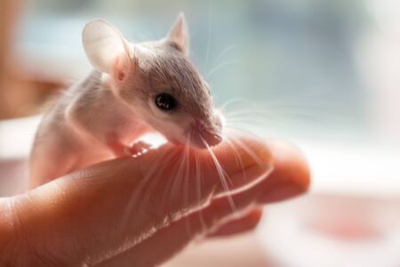 Mouse needle mouse on the hand close upの写真素材