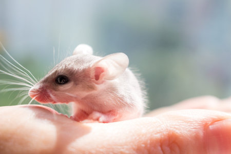 Mouse needle mouse on the hand close upの写真素材