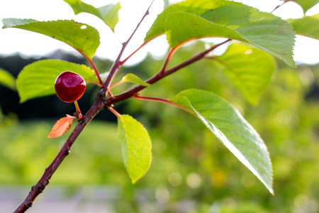 Ripe red cherries in the garden, close-up