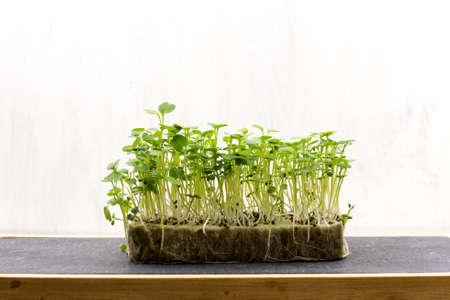 Micro-green in the home kitchen for healthy food, close-up. Microgreens are good for health, rich in vitamins and trace elements.の写真素材
