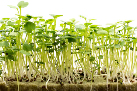 Micro-green in the home kitchen for healthy food, close-up. Microgreens are good for health, rich in vitamins and trace elements.の写真素材