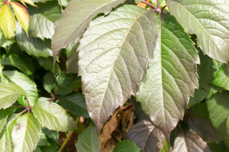 Maiden five-leaf grape (Parthenocissus quinquefolia), green floral background. summer view.の写真素材
