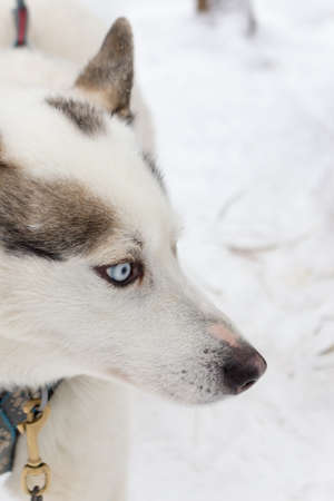 Portrait of a husky dog with blue eyes, close-up, outdoor, winter snow day.の写真素材