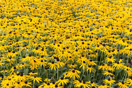 yellow flowers background. Rudbeckia, landscaping in the park, backgroundの写真素材