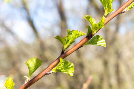 Green young leaves bloom in spring, sunny day, close-upの写真素材