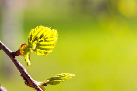 Young leaves of birch and aphids are an insect pest on the leaves.の写真素材