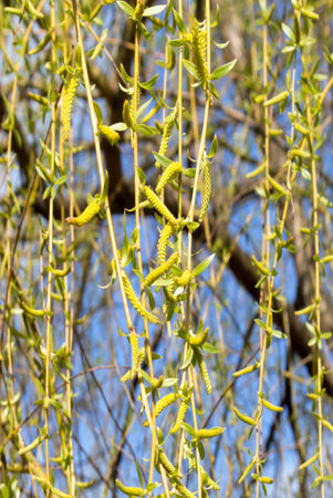 Weeping willow branches in spring, young leaves and flowers, sunny day outdoors, background