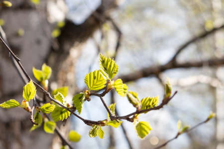 Young leaves of birch and aphids are an insect pest on the leaves.の写真素材