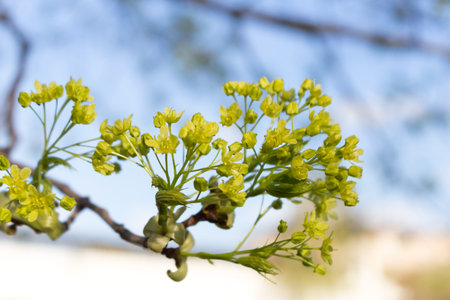 The branches of a maple in a Sunny spring day