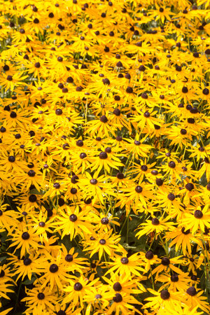 yellow flowers background. Rudbeckia, landscaping in the park, background