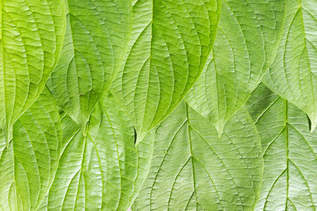 Background of green leaves. Summer green background of lush foliage.