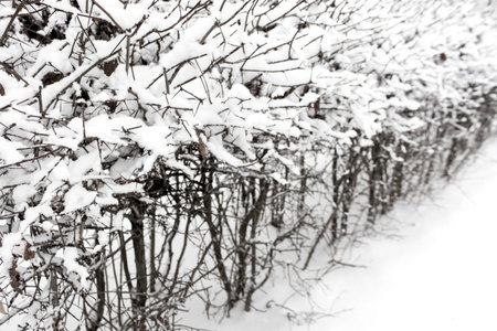Snow covered bushes in the park in winter