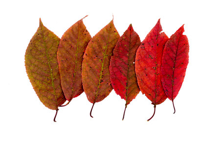 colorful autumn leaves isolated on white background