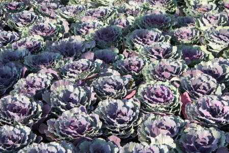 decorative cabbage grows in a flower bed. An ornamental plant of the end of summer, the beginning of autumn, creates a lush cover, is resistant to frost.の写真素材