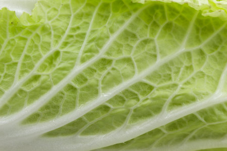 Chinese cabbage leaf close-up, vegetarian diet, food background.の写真素材