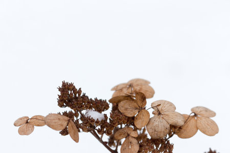 Dry hydrangea flowers in winter