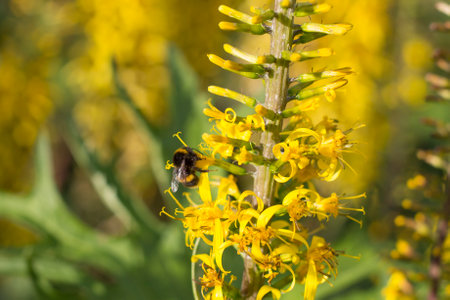 Yellow flowers of Ligularia przewalskii. Yellow flowers full frame background.の写真素材