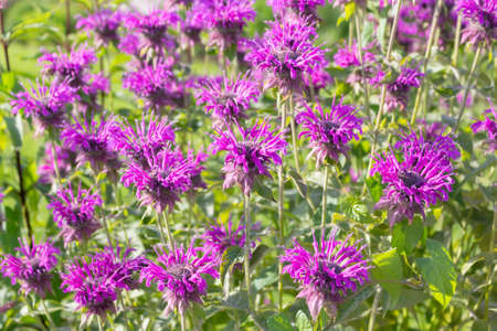Close-up of the border of a flowering garden with Monardaの写真素材
