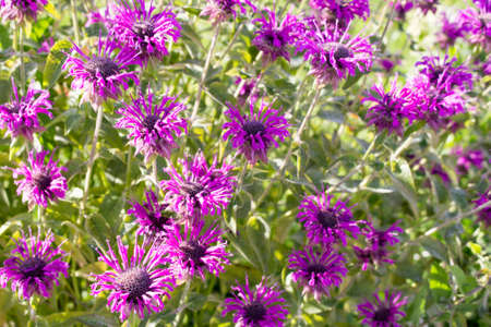 Close-up of the border of a flowering garden with Monardaの写真素材